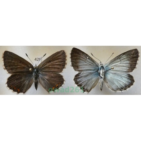 Polyommatus coridon (Poda, 1761) pair Poland42f